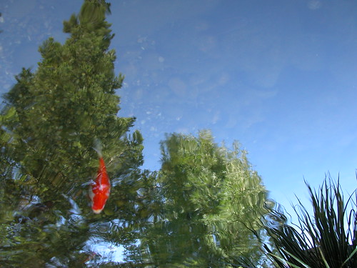 Fish Trees Reflection fish in tree reflection | from my backyard pond | Flickr