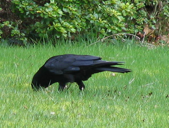 crow burying food