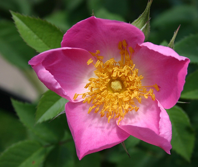 Rose Rara Rosa rara | Esta es una rosa sacada esta primavera pasada en… | Flickr