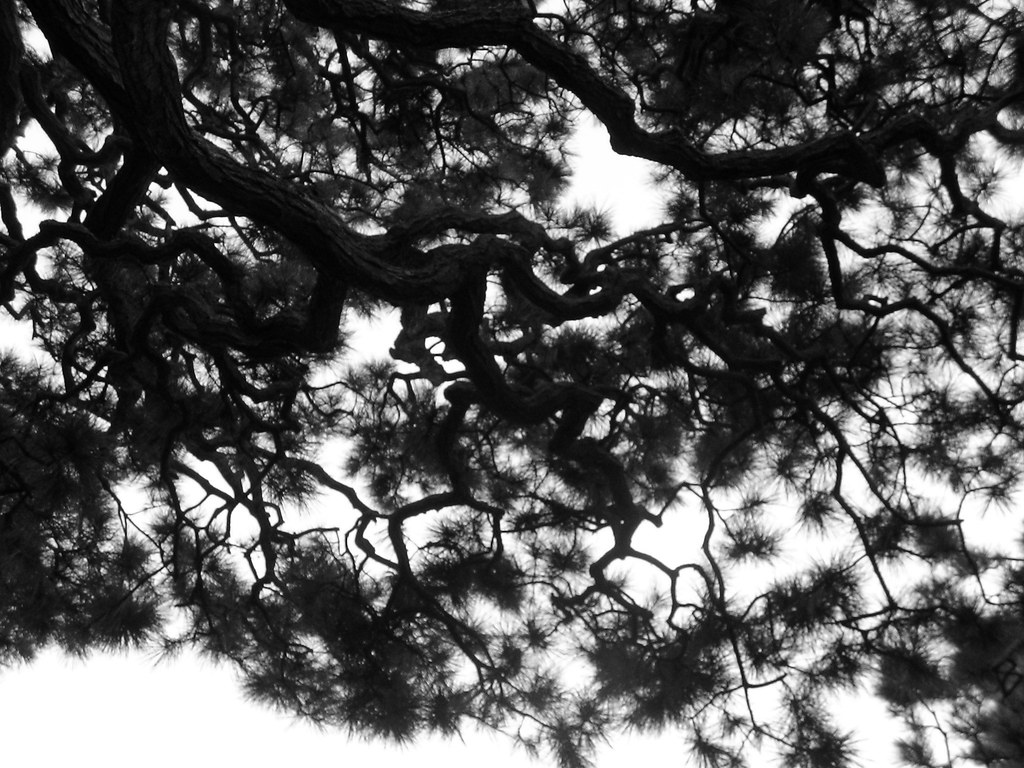Crazy Tree