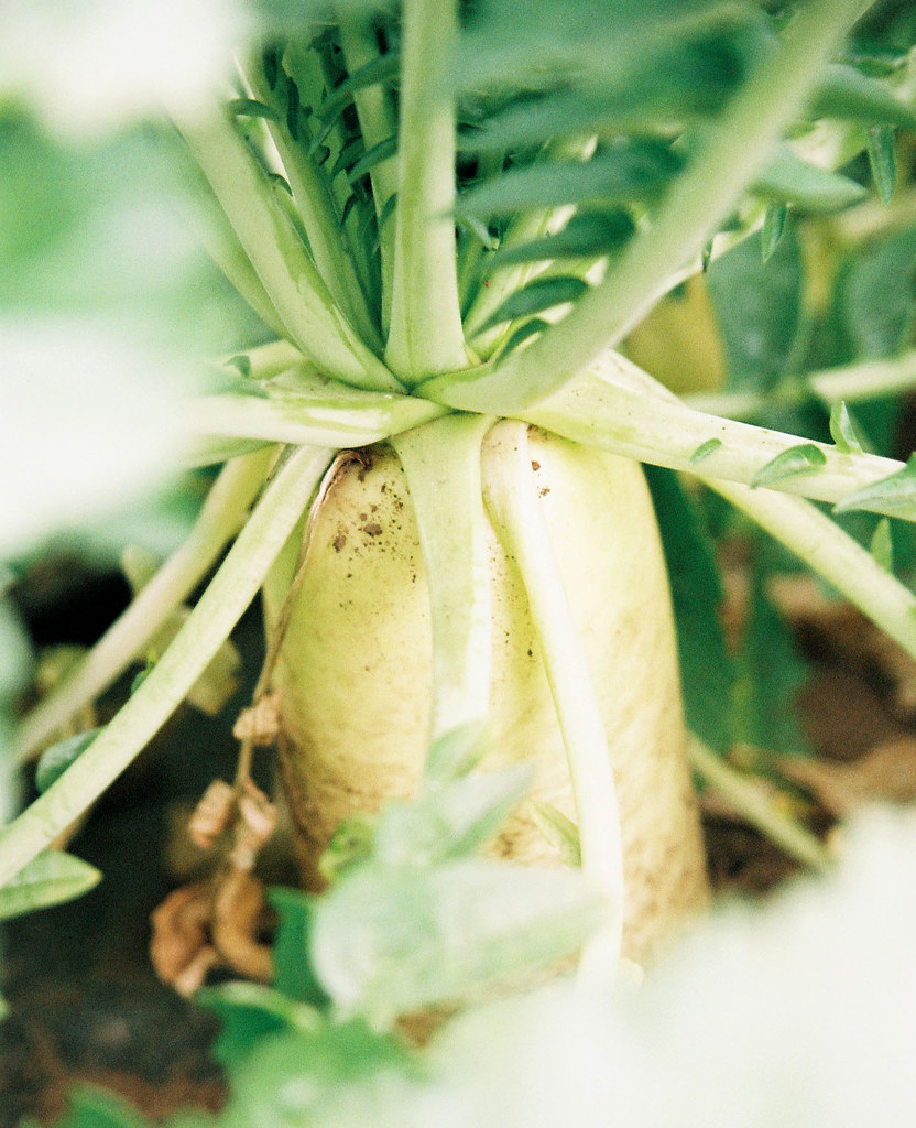 Daikon