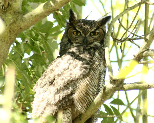 great horned owl, now appearing daily in bernal heights