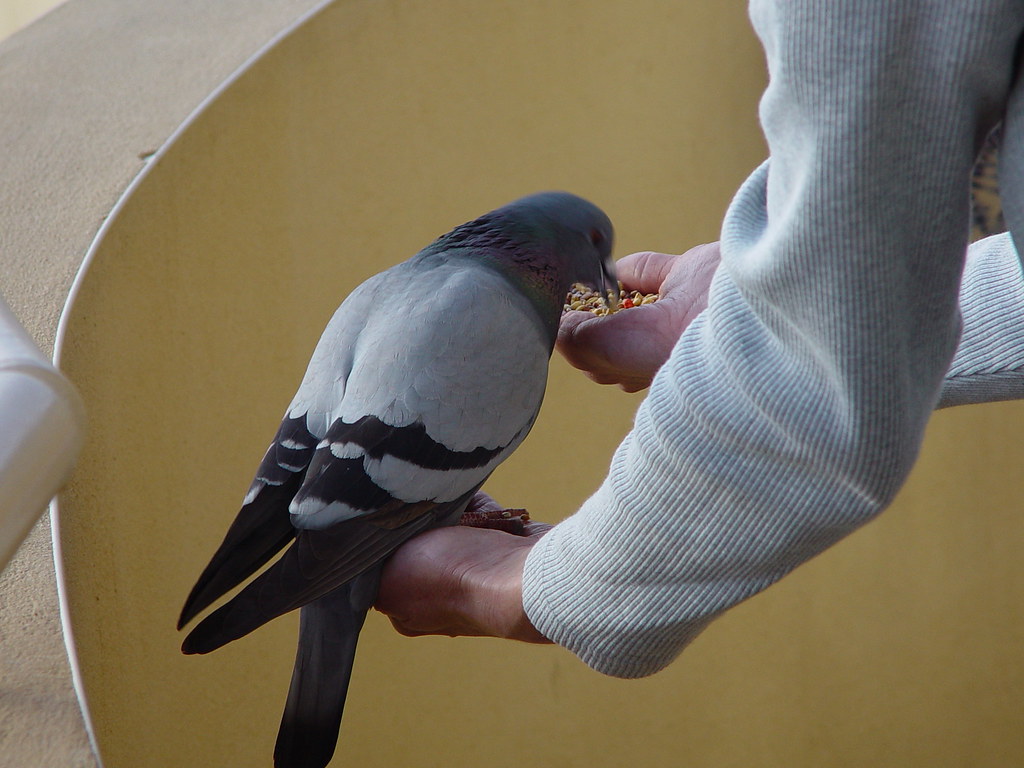 Feeding Doves