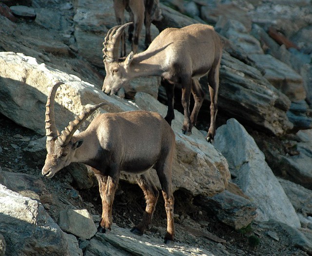 d0402047 | Steinböcke (Capra ibex) am Rifugio Marinelli Bombardieri. Berninagruppe / Veltlin, 22.07.2004