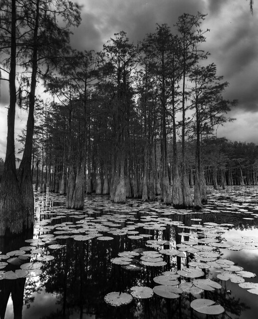 Florida Swamplands
