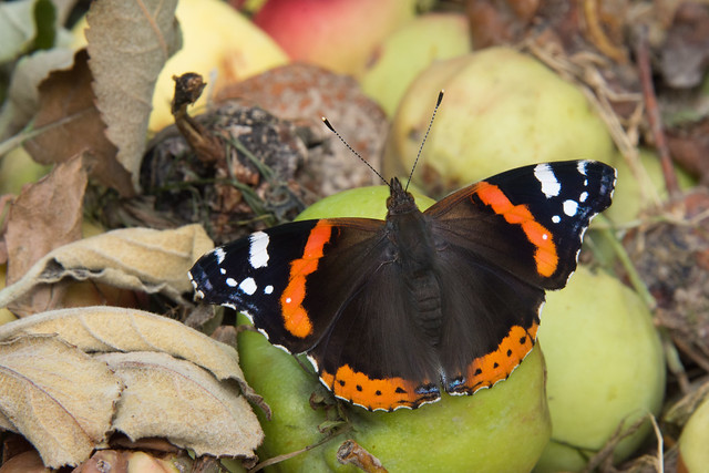 Red Admiral and Rotten Apples