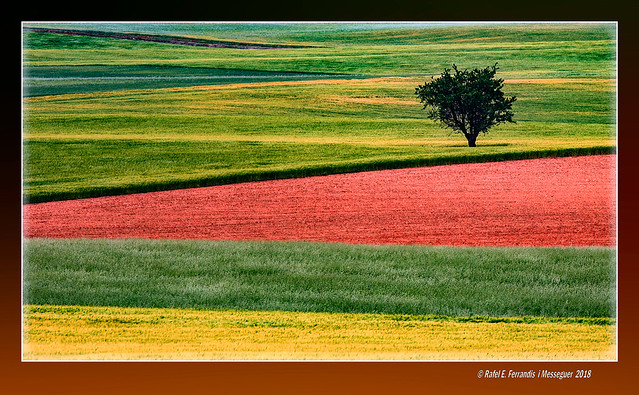 Colors a la Manxa 20 (La Mancha colours) Corral-Rubio, la Mancha de Montearagón, Albacete, Spain