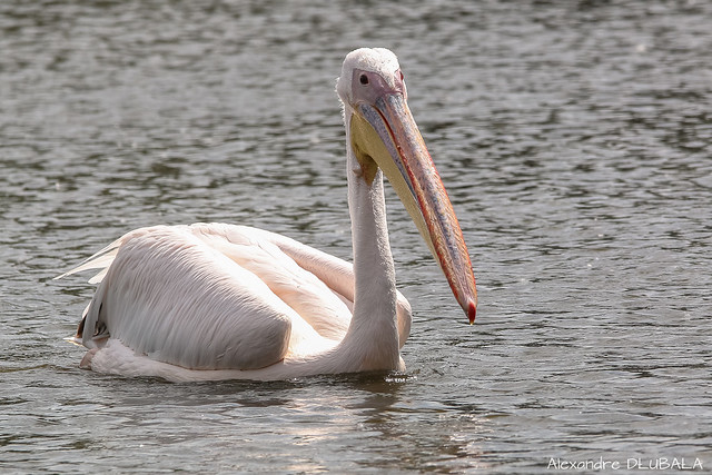 Great White Pelican (2)