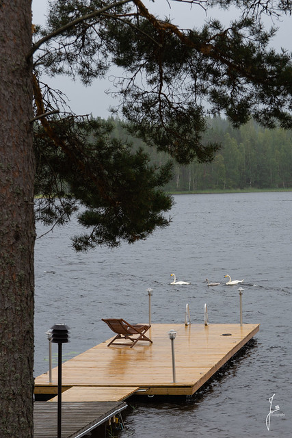 Swans in the rain