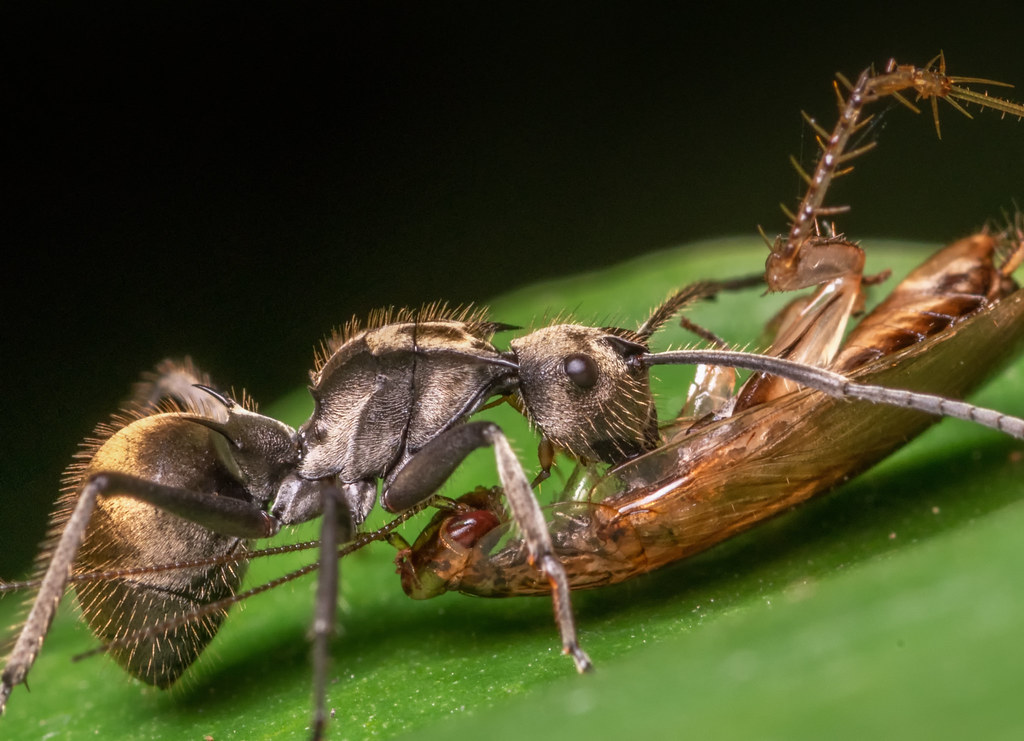 The Black Garden Ant (Lasius niger) preying on a Forest Cockroach (Pseudophyllodromia sp.)