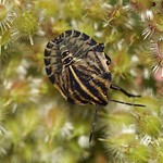 Streifenwanze (Striped Shieldbug, Graphosoma italicum), Nymphe