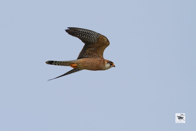 Red-footed Falcon female_w_2912