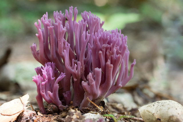 Violet Coral Mushroom (Clavaria zollingeri)