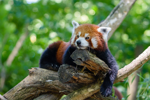 Red Panda | Mathias Appel | Flickr