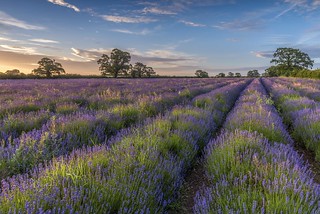 *Somerset lavender at sunrise*