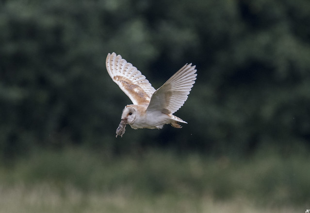 Barn Owl, Nottinghamshire.