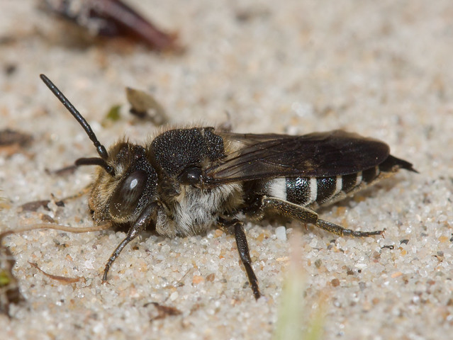Coelioxys sp. (Sharp-tailed bee)