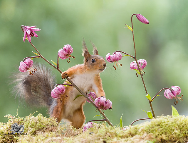 red squirrel is leaning on a lily