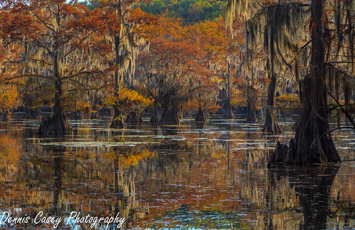 East Texas | by Dennis Casey