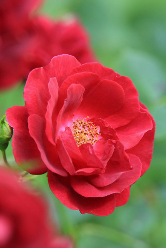 Backyard Rose | by kevpkelly