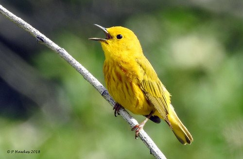 bird yellowwarblers bankside calgary pamhawkes