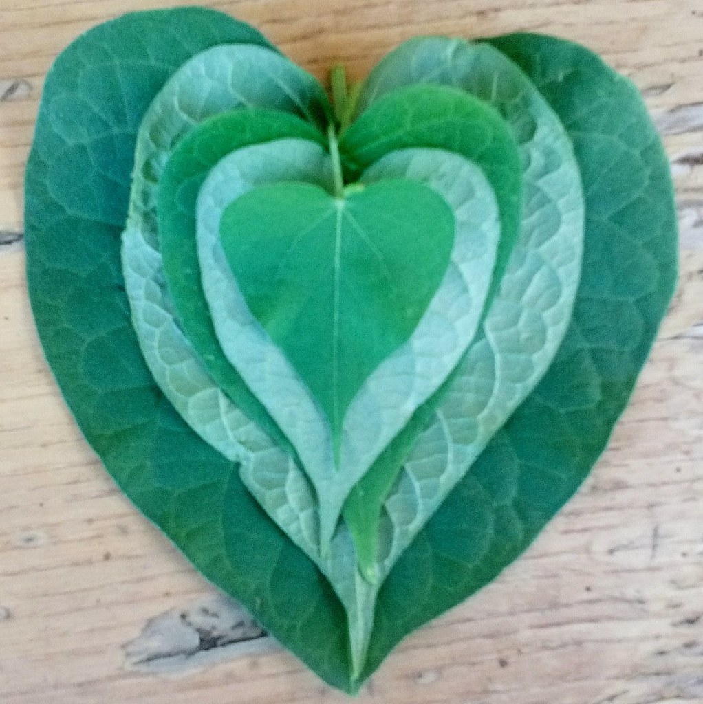 Heart shape leaves!