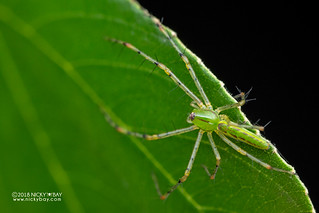 Green lynx spider (Peucetia sp.) - DSC_4942