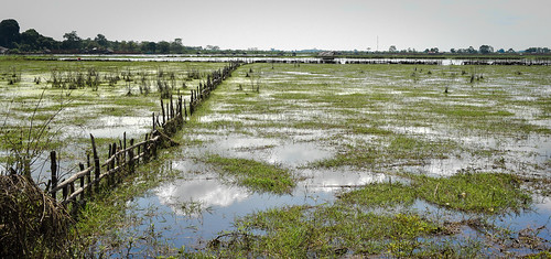 grasses peatlands water waterresources aquaticenvironment grasslands swamps wetlands kabupatenindragirihulu riau indonesia id
