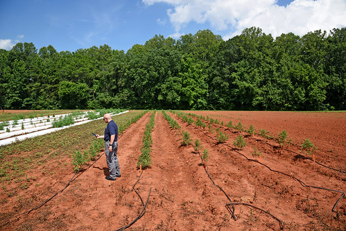 Law enforcement officer takes a photo of industrial hemp growing at the Piedmont Research Station during a tour of the farm.