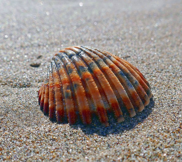 sea ​​shell