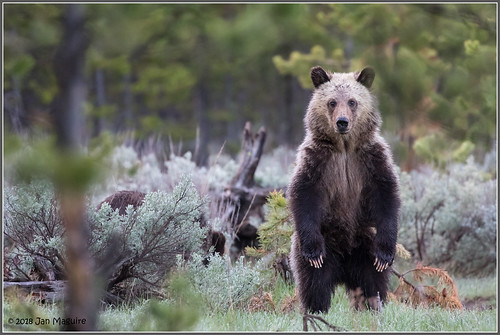 grizzly grizzlybear yellowstone yellowstonenationalpark bear wildlife wyoming unitedstates us
