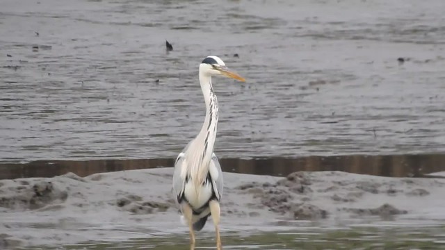 Grey Heron catching a fish