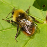 Weibliche Wiesenhummel (Early Bumblebee, Bombus pratorum)