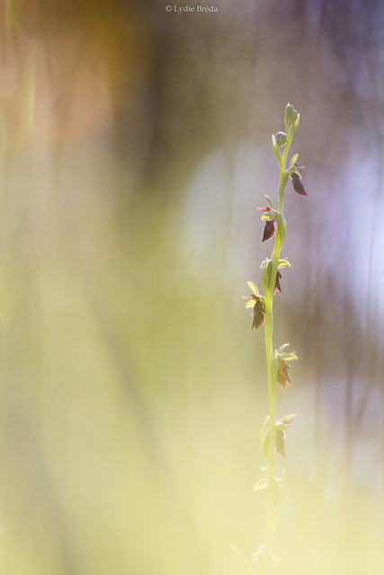 A beauty [ ophrys insectifera ]