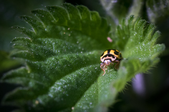 Young ladybug