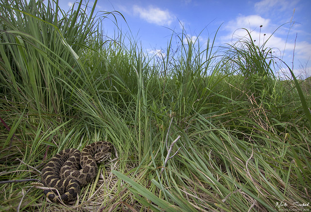 Eastern Massasaauga Rattlesnake