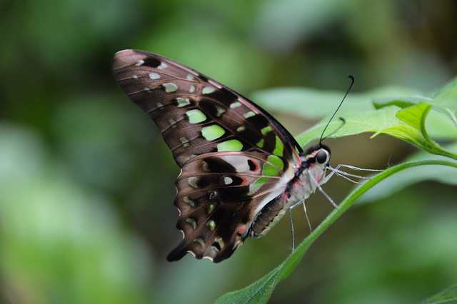 Tailed Jay Butterfly (Graphium agamemnon)