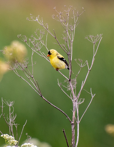 American Goldfinch | by Ciosog