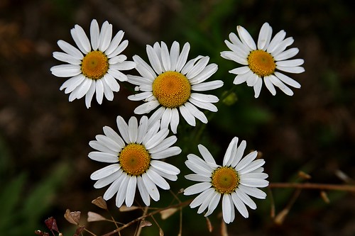 Wild Flowers. | by hansjansen2