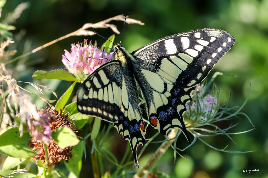 Schwalbenschwanz (Papilio machaon)