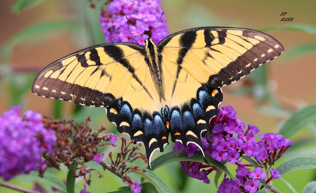 Eastern Tiger Swallowtail Female At Bok Tower Gardens Flickr