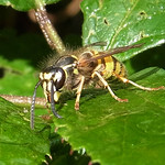 Gemeine Wespe (Common Wasp, Vespula vulgaris)