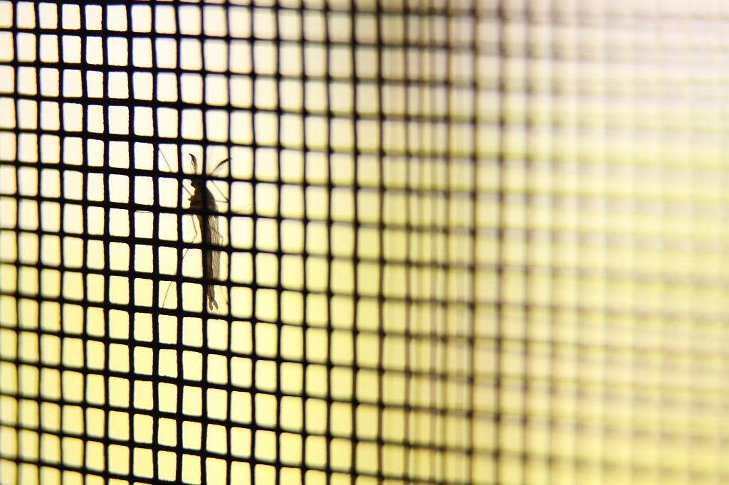 mosquito on a net