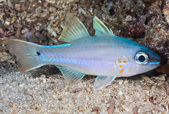 Spotgill Cardinalfish - Ostorhinchus chrysopomus