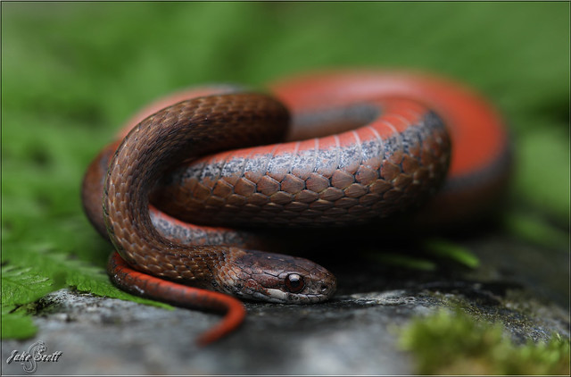 Northern Redbelly Snake (Storeria o. occipitomaculata)