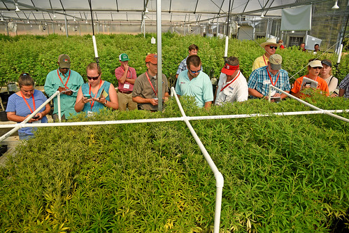 Extension agents and directors tour Broadway Hemp's green houses and learn more about hemp.