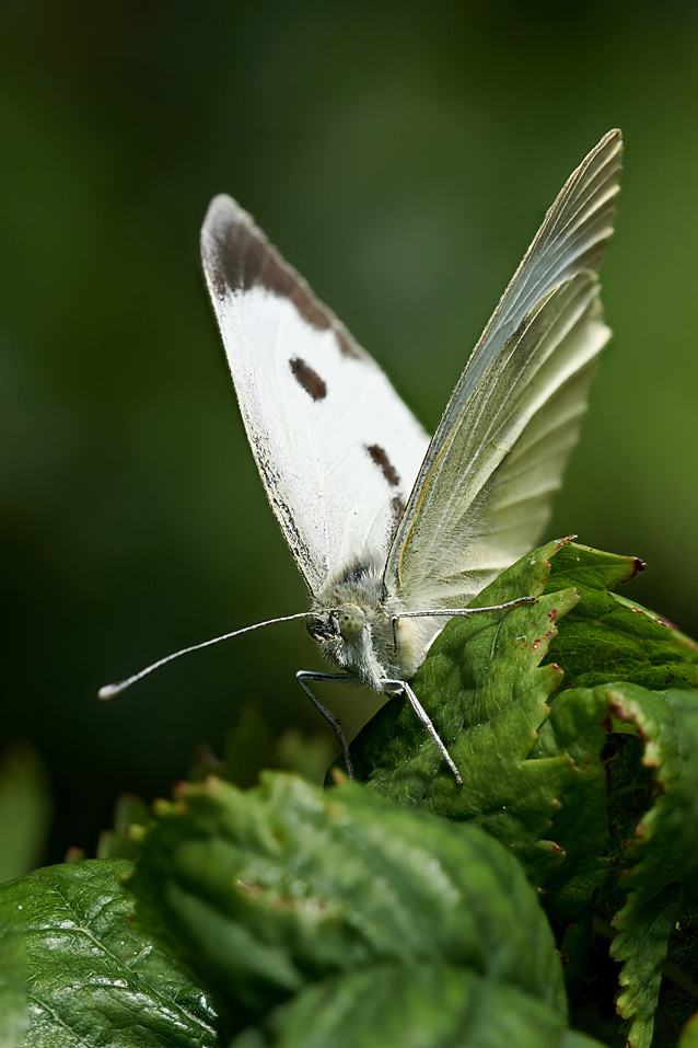 Cabbage white butterfly #2