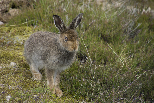 In The Heather