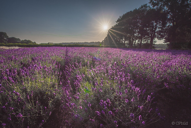 Lavender field before sunset