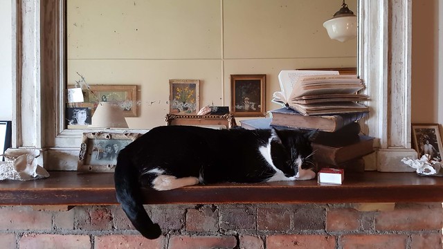 Henry on the mantlepiece